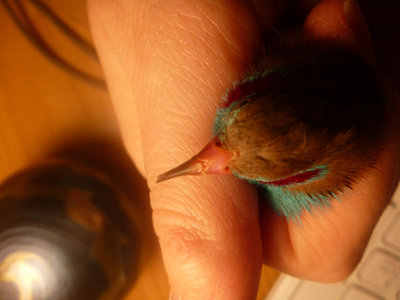 feather mites 002.JPG