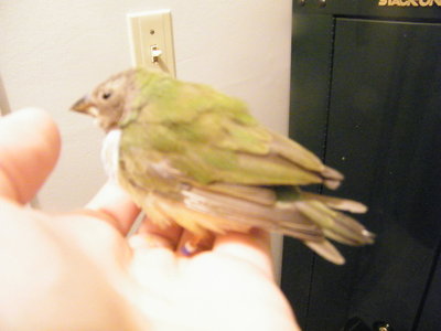 hen.jpg