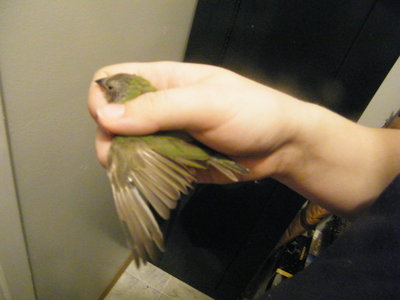 hen2.jpg
