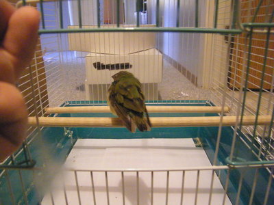 hen3.jpg