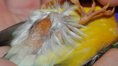 DSC_0416.JPG