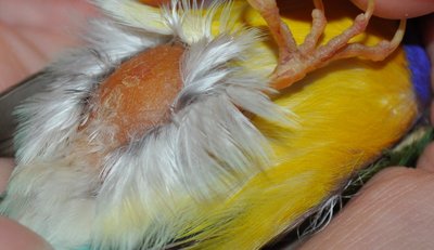DSC_0417.JPG