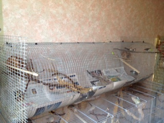 diy cage.jpg
