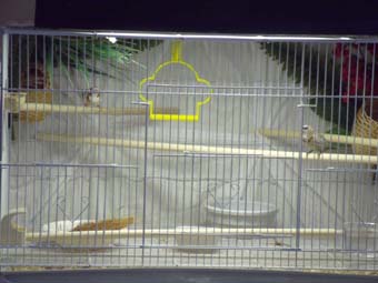 Bachelor pad for Chipper and Lance.jpg