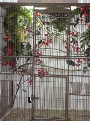 shaftail cage Nov 9.jpg