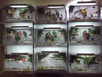 new cage set up Nov 9.jpg