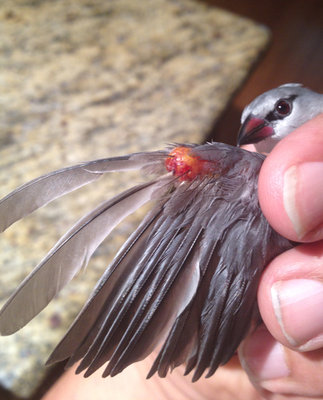 lavendar-wing.jpg