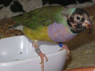 sweatpea 002.jpg