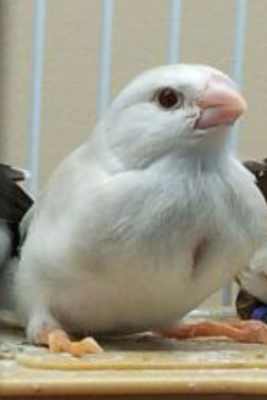 albino zebra 1.png