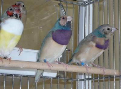The one with purple rump seems to have more pheaomelanine on his belly too(right one). Ho! and that's my little Opaline's daughter who survived from coccidiosis...