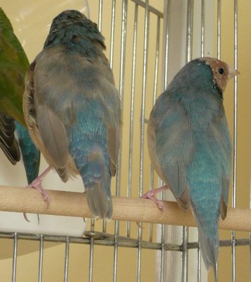 The two pastel brothers...one is definitively &quot;purplish&quot;...!