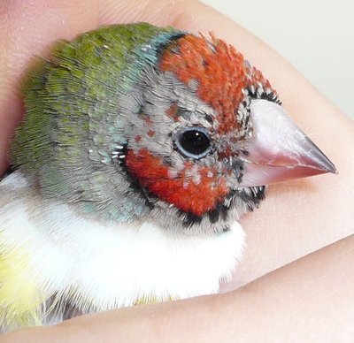 Red cheaks, orange almost peach head?!?
