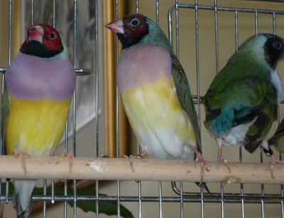 VDM3b and a RH PB GB.jpg