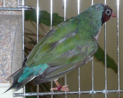 Maybe a seagreen? VDM3b, the mother of many of my &quot;sea green back&quot; young's.. Molt almost over and keeping is bluish back!
