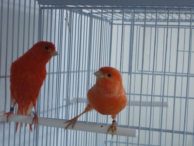 Intensive hen and non-intensive male.