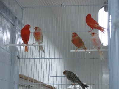 Males in their flight cage during non-breeding season. Red lipochrome, agate (split to pastel), Ino, red-brown, red factor.