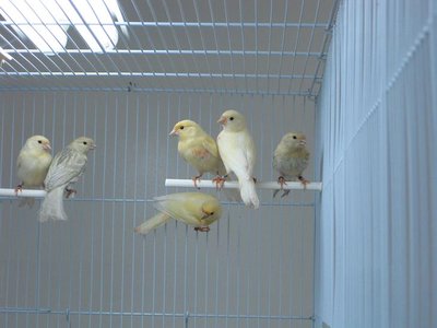 My current batch of babies in their flight. Four red lipochromes (in their yellow juv plumage), two males, two females, two male pastel split to agate mosaics.
