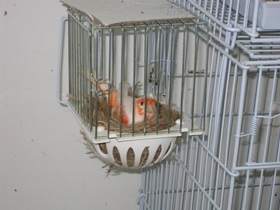 Dad sitting on the nest which is a rare sight. He's a red lipochrome mosaic.