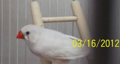 Mist (Daddy bird)