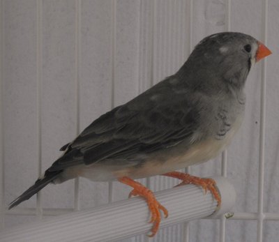 zbird Crystal 2.jpg