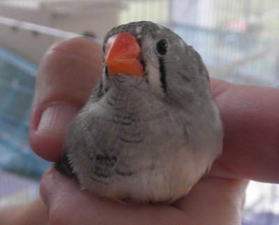 zbird Crystal front.jpg