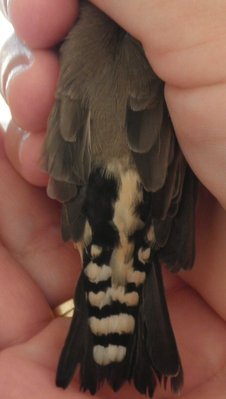zbird Crys tail 1.jpg