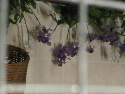 aviary1.jpg
