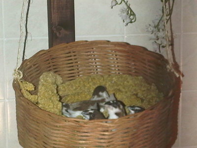 aviary2.jpg
