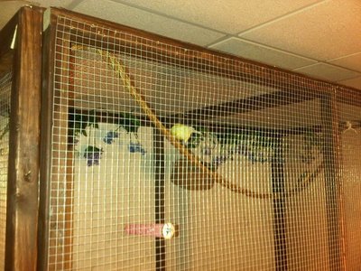 aviary5.jpg
