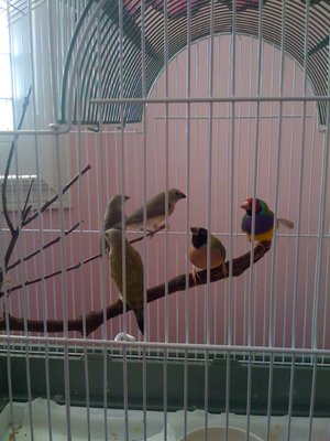 RH feather 2.JPG