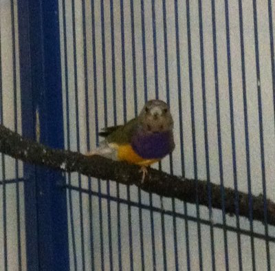 sorry the pic is fuzzy, but this was the closest i could get to this one