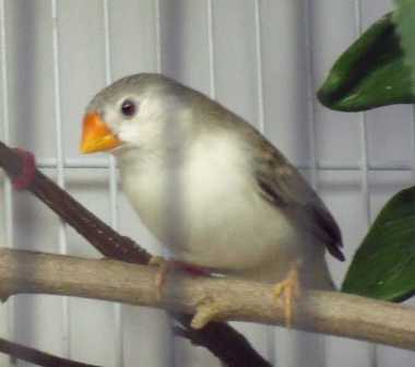 5-29 penguin female.jpg