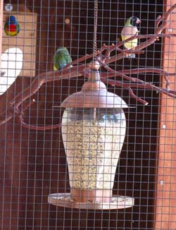 Three of my birds