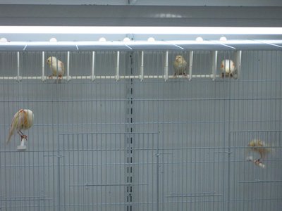 Flight cages for offspring.