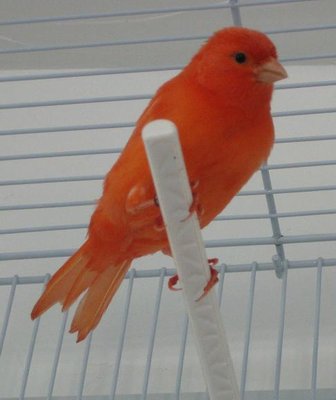 One of my offspring from this year.