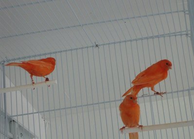 Three siblings born this year. Three more to be added to the flight cage soon.