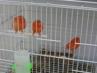 Fledglings...siblings of pictured red factors shown above.
