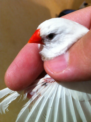 injured wing2.jpg