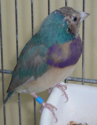 I know, difficult to see but ends of neck feathers are slight purple...