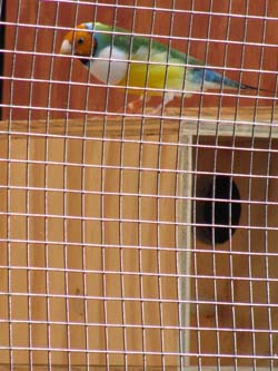 My male Gouldian