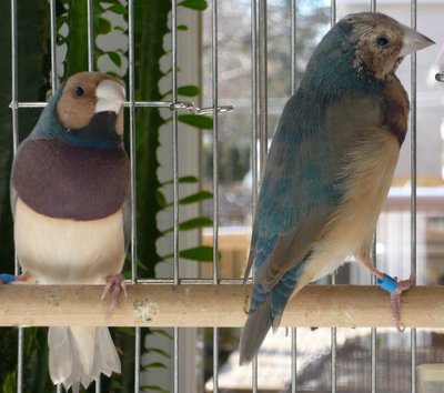 Two really dark pastel blue brothers...