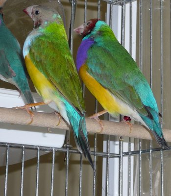 VDM2b(the right one) , the uncle of Opaline or if you prefer, the son of VDM1a(the special hen I've lost)