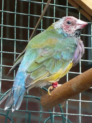 My Opaline when heavily molting...