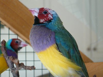 At the end of the molt..