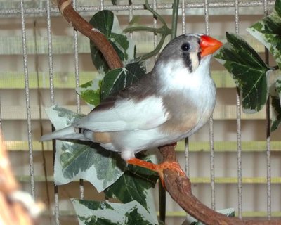 female