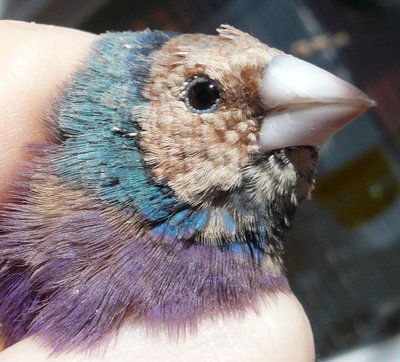 Slightly purple?