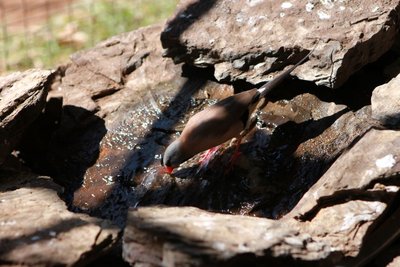 IMG_4785.JPG