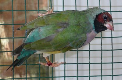 A bluish hen like was her mother...and she kept her color even after second molt...