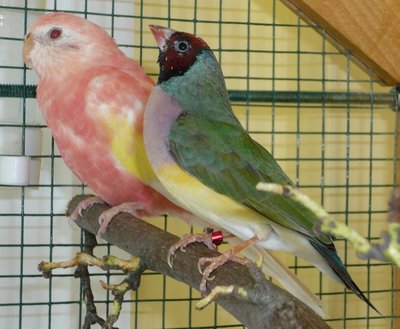 Seagreen or &quot;Opaline&quot; back hen, VDM3b...