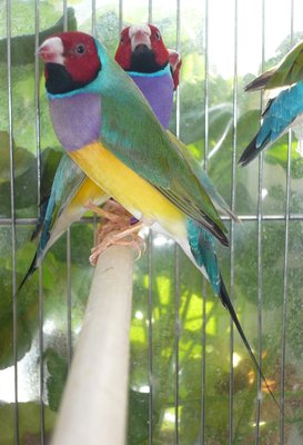 VDM3b's son, a gorgeous lilac breast...